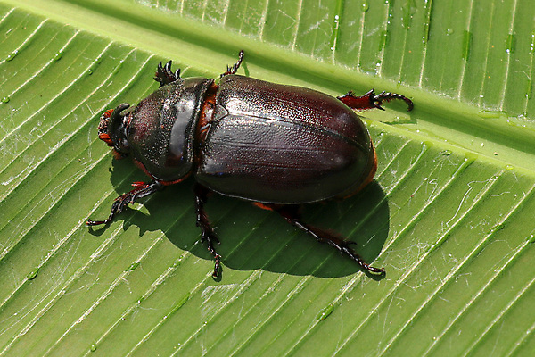 포토 JPG 해외이미지 동물 계절 야생동물 음식 곤충 백그라운드 잎 학교 자연 뿔 사람없음 초록색 빛 갈색 정원 봄 흰색 해충 벌레 둥지 5월 딱정벌레 애벌레 코뿔소 미끼 턱 고립 땅파기 해외포토 식물 교육 컬러 포유류 날짜 생태계 파일형식 이미지허브