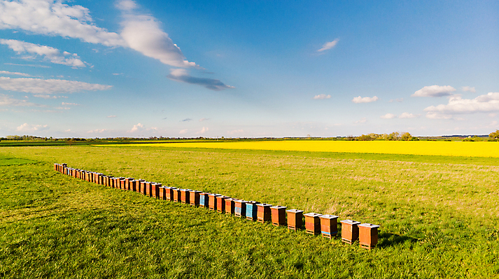 포토 JPG 해외이미지 직업 전통 음식 농업 자연 프레임 건강 풍경 사람없음 야외 목재 여름 상자 농장 노란색 봄 시골 꿀벌 수분 벌 유채 유기농 꽃가루 꿀 벌집 내추럴 드론 바이오 밭일 생태학 식민지 양봉 양봉장 조감도 카놀라 해외포토 나무 웰빙 계절 교육 꽃 산업 컬러 곤충 재료 벌_곤충 가루 생태계 파일형식 이미지허브
