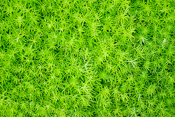 포토 JPG 해외이미지 식물 벽 백그라운드 잎 자연 벽지 추상 사람없음 초록색 여름 환경 정원 봄 질감 내추럴 해외포토 계절 컬러 무늬 생태계 파일형식 이미지허브