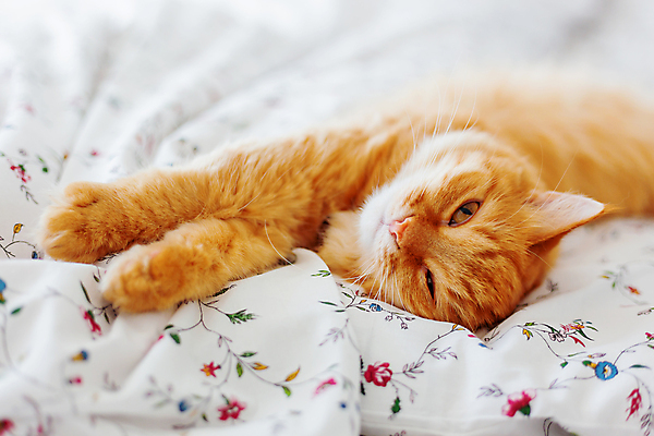 포토 JPG 해외이미지 한마리 실내 사람없음 반려동물 햇빛 고양이 이불 침대 낮잠 시트 반려묘 해외포토 동물 1 가구 포유류 침구 내부 태양 잠 파일형식 이미지허브