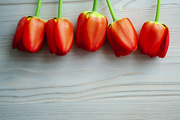 포토 JPG 해외이미지 계절 기념일 꽃 행복 꽃다발 백그라운드 꽃무늬 텍스트 자연 벽지 휴가 부활절 프레임 발렌타인데이 선물 사랑 사람없음 목재 장식 빨간색 초록색 우주 봄 튤립 벚꽃 축하 인사 신선 신용카드 생일 4월 5월 엽서 초대 줄서기 터키석 목업 카피스페이스 해외포토 나무 식물 감정 컬러 컨셉 무늬 재료 모션 데이이벤트 이벤트 금융 공백 예절 날짜 보석 편지 생태계 파일형식 이미지허브