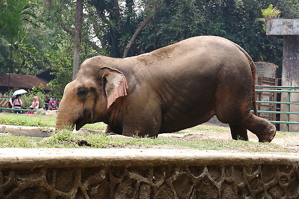 포토 JPG 해외이미지 동물 공원 아시아 얼굴 야생동물 섬 여행 백그라운드 포유류 자연 초식동물 코끼리 수영장 동물원 동양인 사람없음 야외 물 머리 힘 회색 보호 숲 큼 피부 코 귀 인도네시아 내추럴 고립 동물상 전국 해외포토 자연요소 공공시설 나라 컬러 컨셉 인종 신체부위 조형물 크기 생태계 파일형식 이미지허브