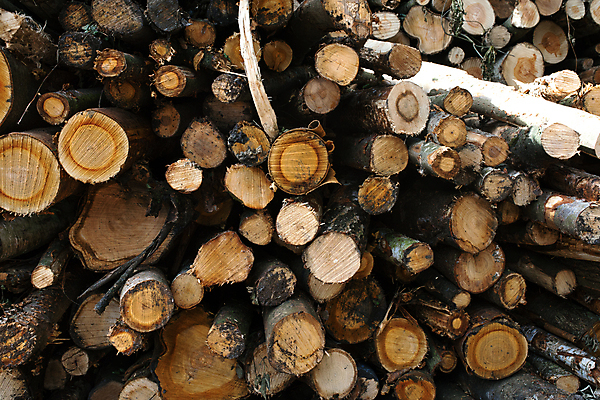 포토 JPG 해외이미지 나무 산업 패턴 자연 사람없음 목재 갈색 쌓기 소나무 숲 장작 자르기 질감 통나무 나무껍질 잡동사니 벌목 수목 해외포토 식물 컬러 무늬 재료 모션 껍질 생태계 파일형식 이미지허브