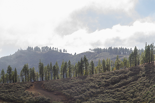 포토 JPG 해외이미지 나무 계절 공원 유럽 도로 섬 여행 백그라운드 아프리카 자연 하늘 아침 산 풍경 사람없음 야외 목재 파란색 계곡 새벽 추위 안개 가을 흰색 시골 스페인 숲 언덕 침엽수 내추럴 뿌연 해외포토 주간 자연요소 식물 공공시설 나라 길 컬러 재료 교통시설 날씨 생태계 파일형식 이미지허브
