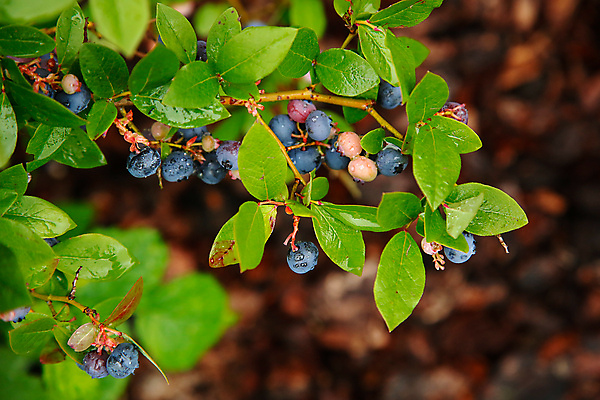포토 JPG 해외이미지 라이프스타일 열매 음식 백그라운드 농업 다이어트 디저트 건강 사람없음 초록색 파란색 농작물 정원 검은색 수확 흰색 나뭇가지 신선 그룹 달콤 맛 큼 질감 블루베리 흙더미 제비 내추럴 밭일 숙성 채식주의자 해외포토 나무 식물 산업 컬러 컨셉 과일 조류 생활 흙 크기 채식 파일형식 더미 이미지허브