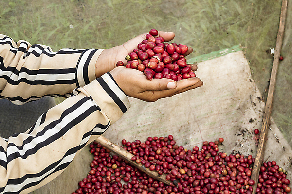 포토 JPG 해외이미지 나무 식물 열매 산업 아시아 커피 음료 음식 백그라운드 잎 농업 과일 자연 콩 사람없음 야외 가로 빨간색 초록색 농작물 농장 수확 성장 나뭇가지 신선 굽기 유기농 날것 따뜻한음료 밭일 생태학 숙성 아라비카 카페인 해외포토 웰빙 교육 나라 컬러 곡류 구이 생태계 파일형식 이미지허브