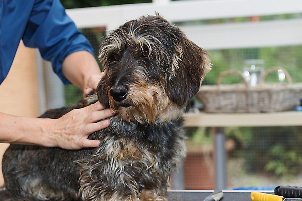 포토 JPG 해외이미지 손 실내 한명 신체부위 반려동물 잡기 개 닥스훈트 돌봄 애견미용 해외포토 동물 1 포유류 모션 사람 내부 뷰티 파일형식 이미지허브