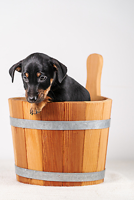 포토 JPG 해외이미지 스튜디오촬영 동물 한마리 1 라이프스타일 응시 행복 얼굴 새끼 백그라운드 발 친절 실내 서기 앉기 사람없음 목재 반려동물 갈색 귀여움 금속 검은색 개 달콤 강아지 작음 테리어 양동이 부드러움 사우나 송곳니 경보 고립 유래 해외포토 나무 시선 감정 컬러 컨셉 재료 포유류 모션 재질 내부 생활 신체부위 감각 맛 치아 크기 파일형식 이미지허브