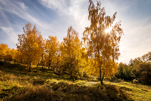 포토 JPG 해외이미지 나무 식물 계절 공원 길 백그라운드 잎 자연 풍경 사람없음 야외 목재 초록색 빛 햇빛 태양 노란색 환경 맑음 가을 흰색 나뭇가지 신선 황금 숲 11월 러시아 장면 나무껍질 자작나무 10월 해외포토 자연요소 공공시설 유럽 컬러 재료 날씨 껍질 날짜 생태계 파일형식 이미지허브