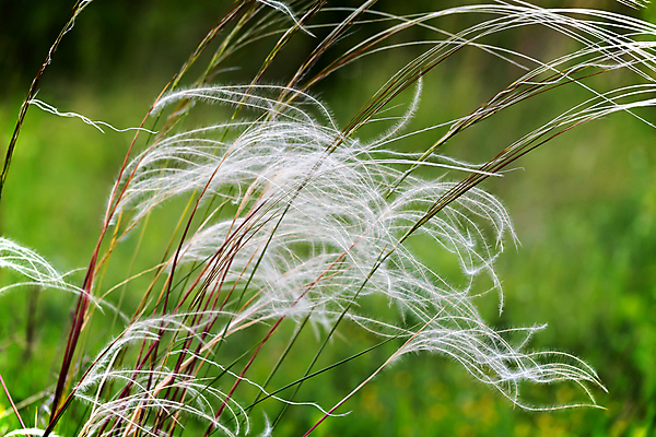 포토 JPG 해외이미지 식물 꽃 창 백그라운드 밭 농업 자연 바람 날씨 건조 풍경 사람없음 초록색 여름 빛 환경 정원 봄 자유 벚꽃 흰색 신선 땅 깃털 만족 생태학 해외포토 자연요소 계절 교육 감정 산업 무기 컬러 컨셉 생태계 파일형식 이미지허브