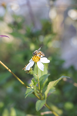포토 JPG 해외이미지 식물 계절 꽃잎 꽃 나비 곤충 밭 자연 사람없음 초록색 여름 노란색 정원 봄 벚꽃 흰색 벌 데이지 해외포토 동물 컬러 농업 생태계 파일형식 이미지허브