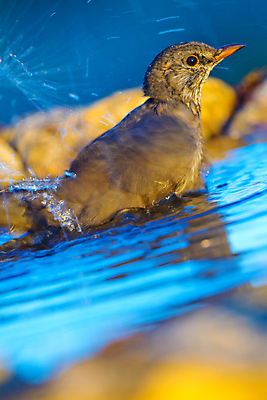 포토 JPG 해외이미지 동물 유럽 음료 야생동물 자연 조류 사람없음 초록색 물 환경 목욕 젖음 다양 연못 스페인 보호 숲 갈증 깃털 생태계 생물학 부리 서식지 동물상 무료 보호구역 생태학 해외포토 자연요소 교육 나라 컬러 다수 컨셉 조형물 청결 구역 파일형식 이미지허브