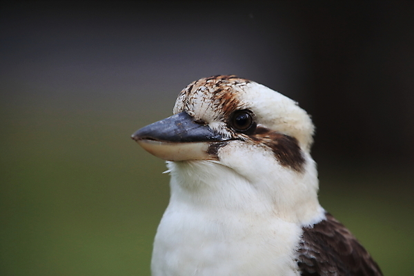 포토 JPG 해외이미지 주간 야생동물 자연 조류 사람없음 야외 아웃포커스 물새 물총새 해외포토 자연요소 동물 촬영기법 생태계 파일형식 이미지허브