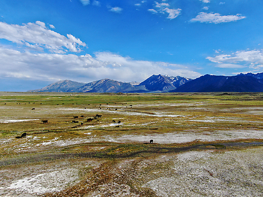 포토 JPG 해외이미지 동물 호수 밭 농업 자연 하늘 휴가 산 풍경 사람없음 야외 초록색 여름 컬러풀 농경지 환경 계곡 미국 우유 시골 황무지 소 땅 언덕 캘리포니아 멸종위기동물 매머드 밭일 조감도 해외포토 계절 산업 컬러 북아메리카 포유류 유제품 농장 생태계 파일형식 멸종위기종 이미지허브