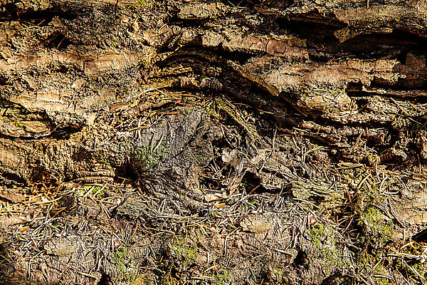 포토 JPG 해외이미지 식물 디자인 백그라운드 패턴 자연 표면 추상 건조 사람없음 목재 장식 갈색 어둠 수확 껍질 시골 거친 균열 떨어짐 묘사 유기농 질감 나무껍질 시들음 잡동사니 내추럴 생태학 옛날 해외포토 나무 웰빙 교육 컬러 컨셉 무늬 농업 재료 모션 생태계 파일형식 이미지허브