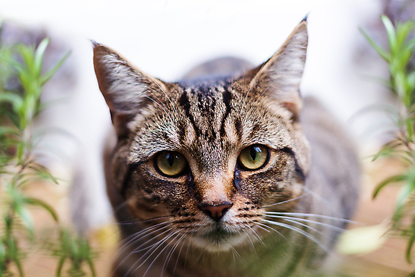 포토 JPG 해외이미지 동물 응시 얼굴 백그라운드 장난 포유류 자연 털 사람없음 야외 초록색 반려동물 고양이 작음 호기심 얼룩무늬 솜털 해외포토 시선 감정 컬러 컨셉 무늬 신체부위 크기 생태계 파일형식 이미지허브