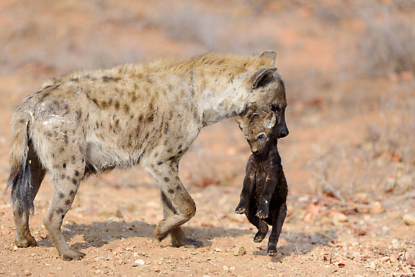포토 JPG 해외이미지 동물 응시 공원 얼굴 야생동물 신체 포유류 아프리카 자연 국립공원 사람없음 갈색 힘 점 위험 큼 사파리 질감 사냥 냄새 육식동물 갈기 사냥꾼 주둥이 내추럴 잠비아 총구 못생김 해외포토 직업 시선 공공시설 나라 컬러 컨셉 신체부위 크기 생태계 파일형식 이미지허브