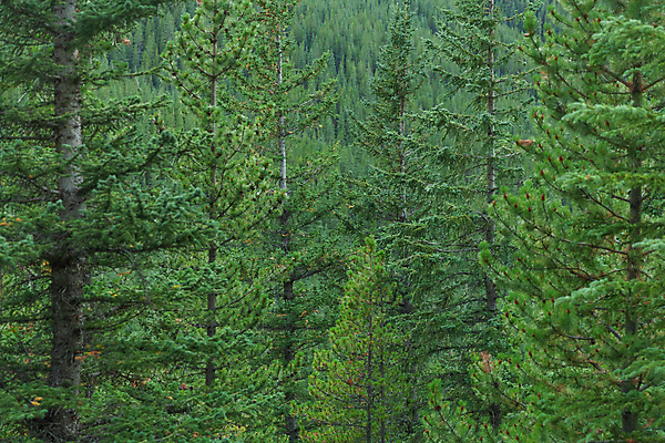 포토 JPG 해외이미지 구름 공원 여행 캐나다 패턴 자국 자연 하늘 휴가 산 파노라마 풍경 사람없음 야외 초록색 여름 하이킹 소나무 정상 숲 언덕 질감 앨버타 전국 절정 로키산맥 해외포토 자연요소 나무 계절 공공시설 컬러 북아메리카 무늬 레저 촬영기법 생태계 파일형식 이미지허브