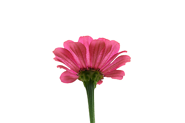 포토 JPG 해외이미지 식물 1 디자인 계절 꽃잎 꽃 백그라운드 잎 꽃무늬 자연 사람없음 장식 빨간색 여름 세트 컬러풀 노란색 머리 귀여움 정원 보라색 봄 벚꽃 흰색 신선 원형 개화 자르기 수집 묘사 싱글 데이지 꽃가루 내추럴 고립 많음 해외포토 도형 컬러 컨셉 무늬 모션 신체부위 가루 생태계 파일형식 이미지허브