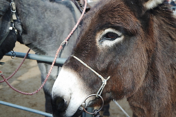 포토 JPG 해외이미지 주간 동물 척추동물 한마리 얼굴 야생동물 포유류 자연 생물 동물원 사람없음 야외 옆모습 반려동물 농장 머리 귀여움 가축 회색 시골 입 소 귀 갈기 솜털 당나귀 잭 망아지 놋쇠 밭일 초식 해외포토 자연요소 1 새끼 뷰포인트 컬러 컨셉 농업 신체부위 말_동물 생태계 파일형식 이미지허브