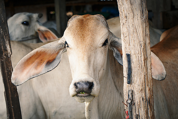 포토 JPG 해외이미지 동물 농업 포유류 자연 서기 사람없음 야외 농장 가축 목장 소고기 흰색 시골 소 군중 방목 내추럴 외양간 기르기 밭일 해외포토 산업 컬러 모션 육류 사람 축산업 생태계 돌봄 파일형식 이미지허브