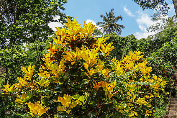 포토 JPG 해외이미지 나무 식물 공원 꽃 화초 백그라운드 잎 꽃무늬 패턴 오렌지 자연 실내 사람없음 장식 빨간색 초록색 여름 컬러풀 노란색 정원 줄무늬 가을 흰색 신선 숲 유기농 질감 내추럴 고립 이국적 해외포토 웰빙 계절 공공시설 컬러 무늬 과일 내부 생태계 파일형식 이미지허브