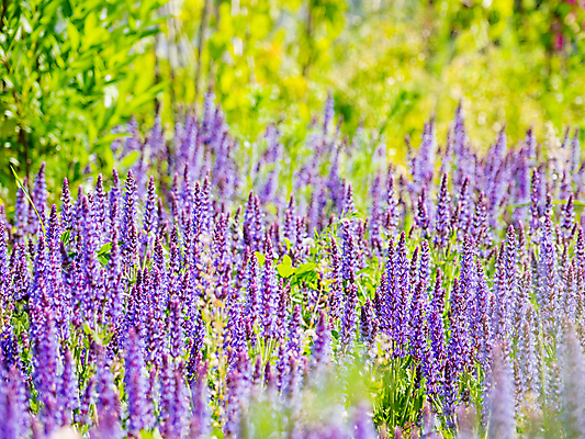 포토 JPG 해외이미지 백그라운드 자연 사람없음 보라색 봄 풀잎 화려 세이지꽃 해외포토 계절 꽃 컬러 컨셉 잎 풀_식물 생태계 파일형식 이미지허브