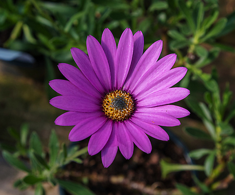 포토 JPG 해외이미지 식물 꽃잎 꽃 분홍색 백그라운드 꽃무늬 패턴 자연 사람없음 여름 컬러풀 노란색 정원 보라색 벚꽃 흰색 데이지 해외포토 계절 컬러 무늬 생태계 파일형식 이미지허브