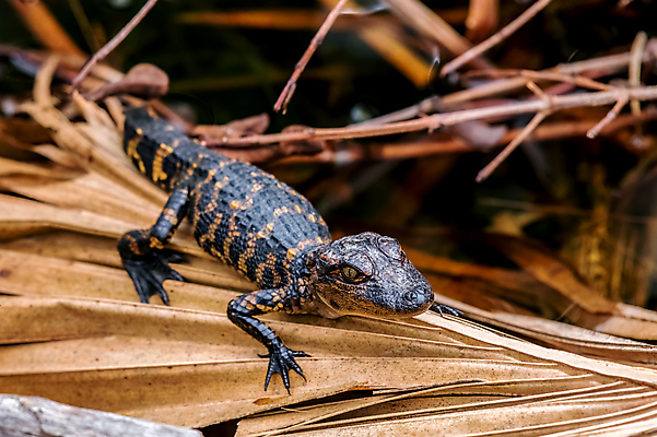 포토 JPG 해외이미지 동물 북아메리카 파충류 사람없음 미국 플로리다 해외포토 아메리카 파일형식 이미지허브