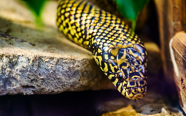 포토 JPG 해외이미지 동물 얼굴 이동 파충류 모션 멕시코 종류 사람없음 반려동물 노란색 머리 검은색 미국 우유 뱀 왕 동쪽 기어가기 이국적 인기 해외포토 컬러 컨셉 북아메리카 유제품 신체부위 방향 파일형식 이미지허브