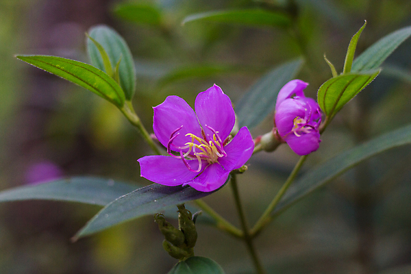 포토 JPG 해외이미지 식물 계절 꽃잎 꽃 분홍색 백그라운드 잎 꽃무늬 태국 자연 아침 건강 동양인 사람없음 초록색 물 컬러풀 약 정원 보라색 봄 벚꽃 흰색 신선 개화 닫기 숲 진달래 인도인 허브 제비꽃 내추럴 해외포토 주간 자연요소 외국인 아시아 컬러 무늬 의학 모션 인종 생태계 파일형식 이미지허브