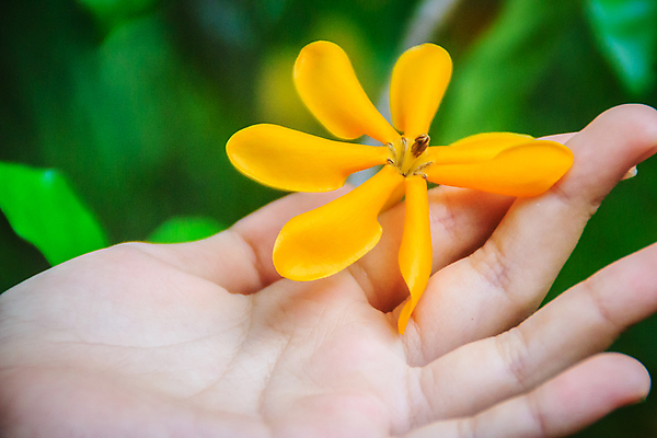 포토 JPG 해외이미지 주간 손 야외 신체부위 치자꽃 해외포토 자연요소 꽃 사람 파일형식 이미지허브
