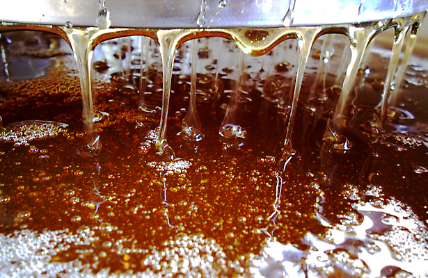 포토 JPG 해외이미지 음식 곤충 백그라운드 오렌지 건강 사람없음 야외 약 노란색 흐름 물방울 시골 신선 머리빗 액체 황금 달콤 맛 떨어짐 꿀벌 질감 날것 꽃가루 시럽 꿀 벌집 내추럴 밀랍 양봉 양봉장 어려움 왁스 해외포토 동물 컬러 컨셉 과일 의학 미용용품 벌_곤충 가루 파일형식 이미지허브