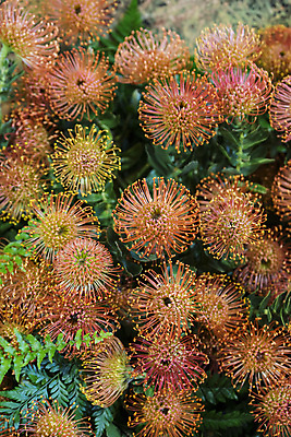 포토 JPG 해외이미지 전통 꽃 유럽 문화 사람없음 와인 축제 봄 포르투갈 해외포토 식물 계절 나라 주류 파일형식 이미지허브