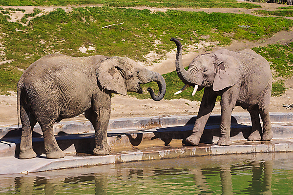 포토 JPG 해외이미지 동물 공원 호수 음료 야생동물 여행 포유류 아프리카 자연 놀이 코끼리 동물원 서기 동양인 사람없음 야외 물 환경 힘 회색 마시기 아기 황무지 보호 큼 인도인 사파리 물주기 황소 귀 상아 멸종 남쪽 내추럴 송아지 동물상 사바나 전국 해외포토 자연요소 외국인 공공시설 나라 새끼 컬러 컨셉 모션 사람 인종 신체부위 조형물 소 크기 방향 생태계 파일형식 이미지허브