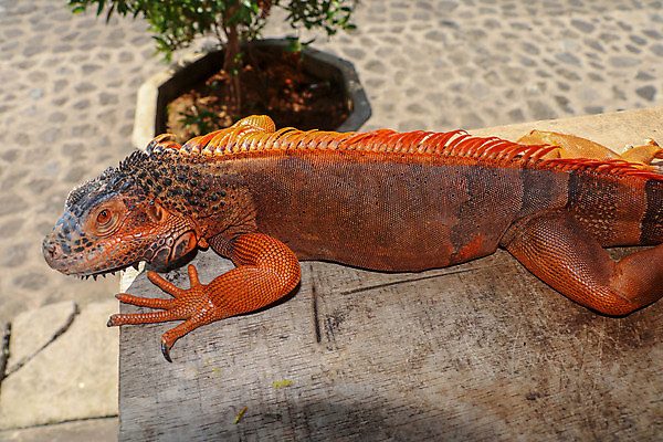 포토 JPG 해외이미지 동물 척추동물 응시 야생동물 오렌지 파충류 자연 생물 동물원 창조 취미 사람없음 목재 빨간색 초록색 파란색 반려동물 노란색 머리 수확 용 닫기 호주 피부 묘사 도마뱀 비전 이구아나 기어가기 몬스터 엘리먼트 특별함 해외포토 나무 시선 컬러 컨셉 농업 과일 재료 모션 신체부위 오세아니아 생태계 파일형식 이미지허브