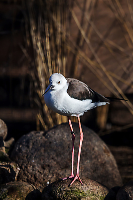 포토 JPG 해외이미지 동물 척추동물 외관 야생동물 자연 조류 동물원 사람없음 야외 물 햇빛 스페인 깃털 부리 물새 바르셀로나 리빙 계산서 내추럴 동물상 해외포토 자연요소 유럽 태양 조형물 생태계 파일형식 이미지허브