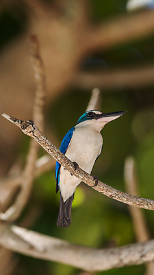포토 JPG 해외이미지 주간 야생동물 자연 조류 사람없음 야외 아웃포커스 나뭇가지 사냥 물새 물총새 해외포토 자연요소 나무 동물 촬영기법 생태계 파일형식 이미지허브