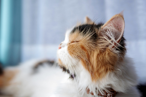 포토 JPG 해외이미지 동물 1 긴머리 응시 백그라운드 오렌지 포유류 털 실내 앉기 사람없음 반려동물 고양이 우정 흰색 모피 꼬리 부드러움 솜털 생강 거짓말 경보 기르기 해외포토 헤어스타일 시선 컬러 채소 과일 모션 내부 친구 감각 돌봄 파일형식 이미지허브