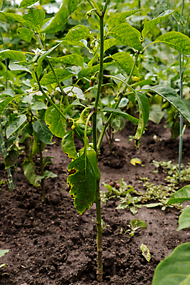 포토 JPG 해외이미지 식물 음식 백그라운드 잎 농업 채소 자연 파프리카 사람없음 야외 초록색 정원 수확 성장 종 시골 신선 맛 상품 땅 유기농 날것 후추 밭일 숙성 채식주의자 해외포토 웰빙 산업 컬러 컨셉 향신료 생태계 채식 파일형식 이미지허브