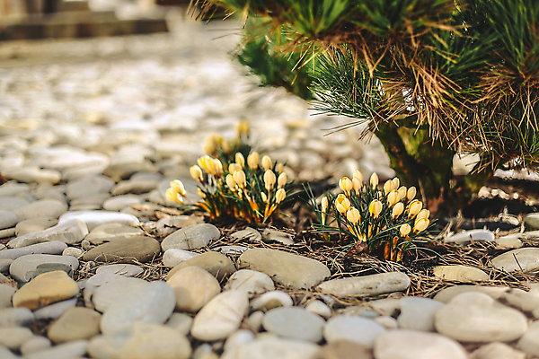포토 JPG 해외이미지 식물 계절 꽃 바다 꽃다발 백그라운드 잎 꽃무늬 밭 자연 사람없음 초록색 컬러풀 노란색 봄 안개 조약돌 흰색 신선 개화 그룹 닫기 숲 작음 4월 속도 내추럴 사방 헌병 해외포토 컬러 무늬 농업 모션 날씨 군인 돌_바위 날짜 크기 생태계 파일형식 이미지허브