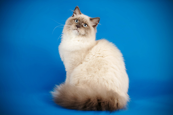 포토 JPG 해외이미지 한마리 사람없음 파란색 반려동물 고양이 네바마스커레이드 해외포토 동물 1 컬러 포유류 파일형식 이미지허브