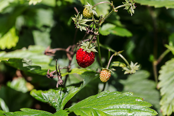 포토 JPG 해외이미지 음식 줄기 과일 딸기 사람없음 빨간색 초록색 달콤 해외포토 식물 컬러 맛 파일형식 이미지허브
