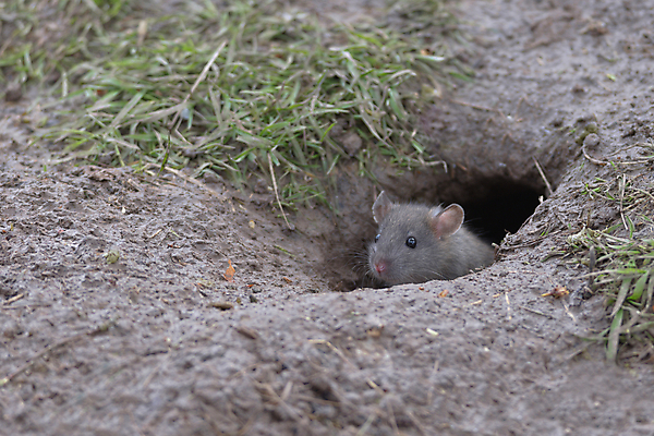 포토 JPG 해외이미지 동물 1 응시 얼굴 야생동물 어린이 포유류 자연 거리 털 노르웨이 사람없음 갈색 젖음 촉촉함 아기 해충 고독 쥐 설치류 엿보기 싱글 코 귀 진흙 탐사 서식지 숨기 하수 파리(프랑스) 해외포토 시선 감정 유럽 컬러 모션 사람 신체부위 물 벌레 생태계 파일형식 이미지허브