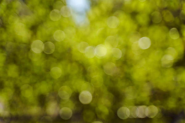 포토 JPG 해외이미지 식물 디자인 곤충 컨셉 잎 밭 자연 벽지 추상 휴가 프레임 그림자 사람없음 장식 초록색 빛 반짝임 햇빛 태양 우주 맑음 침묵 성장 흰색 신선 원형 투명 모서리 소프트포커스 숲 묘사 에코 질감 보케 광 뒤뜰 블러 생태학 디테일 해외포토 자연요소 도형 동물 교육 컬러 무늬 농업 모션 날씨 촬영기법 환경 소리 생태계 파일형식 이미지허브