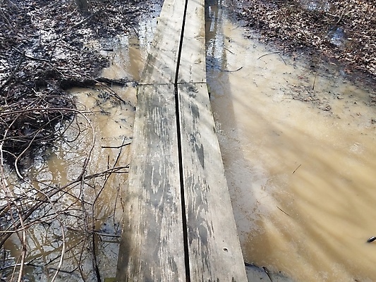 포토 JPG 해외이미지 길 잎 자국 자연 사람없음 야외 물 걷기 산책로 젖음 나뭇가지 습지 숲 웅덩이 땅바닥 해외포토 자연요소 나무 식물 모션 바닥 생태계 파일형식 이미지허브