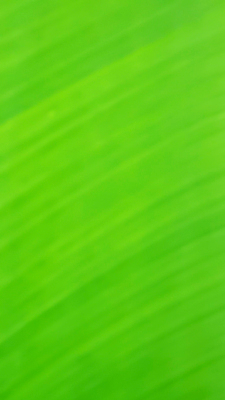 포토 JPG 해외이미지 템플릿 디자인 파도 백그라운드 잎 패턴 곡선 일러스트 자연 벽지 추상 미래 창조 미술 경사 사람없음 가로 초록색 빛 컬러풀 햇빛 우주 맑음 수중 공백 흐름 흰색 매끈함 소프트포커스 질감 보케 심플 부드러움 비네팅 깊이 블러 터키석 카피스페이스 해외일러스트 식물 선 바다 컬러 컨셉 무늬 날씨 문화예술 촬영기법 태양 감각 보석 생태계 파일형식 이미지허브