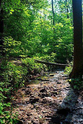 포토 JPG 해외이미지 나무 계절 공원 길 여행 백그라운드 잎 자국 자연 추상 풍경 사람없음 야외 목재 초록색 물 여름 빛 환경 봄 성장 개울 황무지 고독 숲 마법 녹색배경 내추럴 해외포토 자연요소 식물 공공시설 감정 컬러 무늬 재료 강 생태계 파일형식 이미지허브