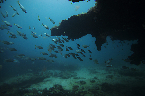 포토 JPG 해외이미지 동물 야생동물 바다 섬 여행 학교 자연 낚시 어류 풍경 사람없음 빨간색 물 파란색 바닷속 수중 수영 그룹 산호 잠수부 땅 생태계 다이빙 암초 내추럴 깊이 파라다이스 해외포토 자연요소 교육 컬러 레저 수중동물 수상스포츠 자포동물 전문직 수중스포츠 파일형식 이미지허브