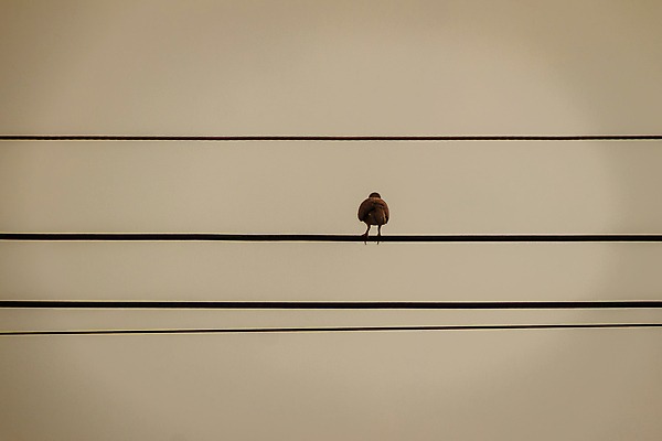 포토 JPG 해외이미지 동물 구름 디자인 실루엣 야생동물 선 백그라운드 날개 자연 조류 하늘 추상 휴식 미술 앉기 사람없음 장식 파란색 평화 환경 검은색 힘 봄 수확 가을 흰색 그룹 클래식 전화기 비둘기 철사 W 제비 혼자 미니멀리스트 미니멀 해외포토 자연요소 알파벳 계절 컬러 컨셉 무늬 농업 모션 문화예술 촬영기법 생태계 파일형식 이미지허브